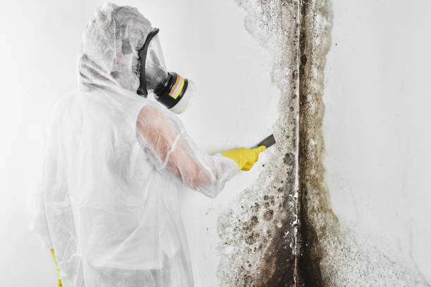 Best Home Mold Removal  in Nephi, UT