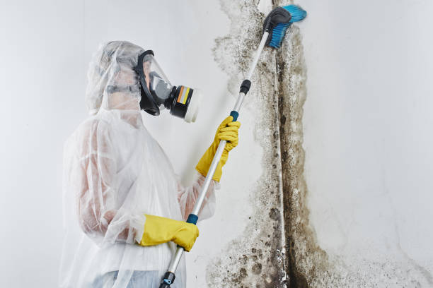Best Home Mold Removal  in Nephi, UT