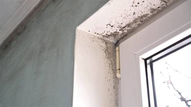 Best Local Mold Removal Service  in Nephi, UT