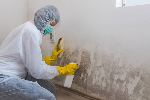 Best Mold Damage Repair  in Nephi, UT