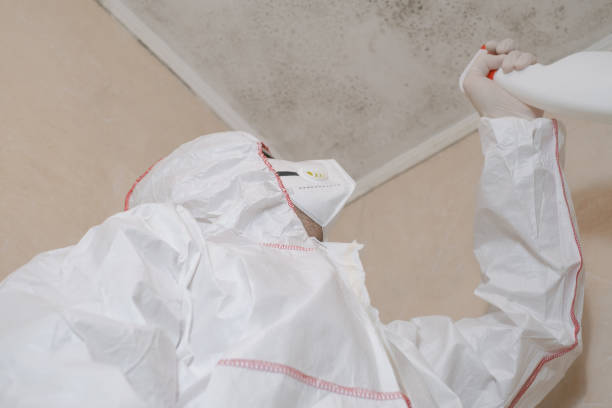 Best Mold Inspection  in Nephi, UT