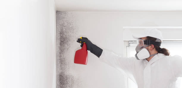 Best Mold Remediation  in Nephi, UT