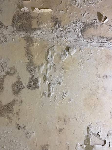Best Professional Mold Removal  in Nephi, UT