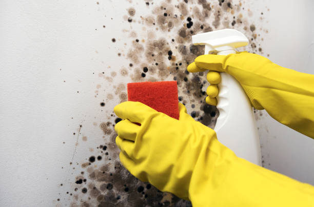 Best Mold Testing  in Nephi, UT