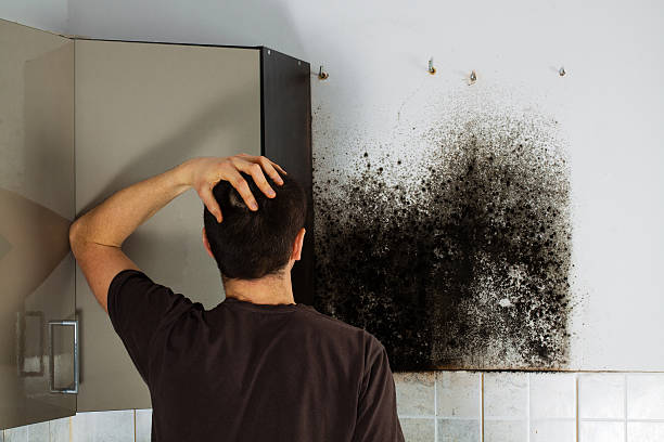 Best Mold Remediation  in Nephi, UT