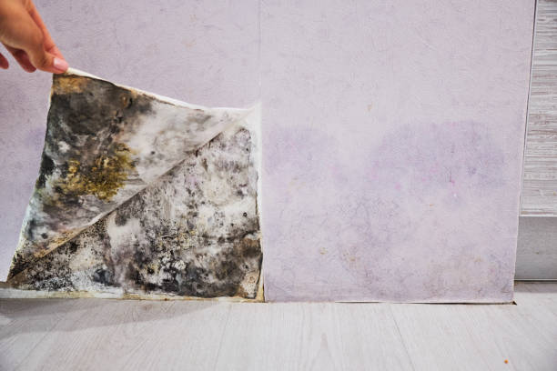 Best Mold Testing  in Nephi, UT